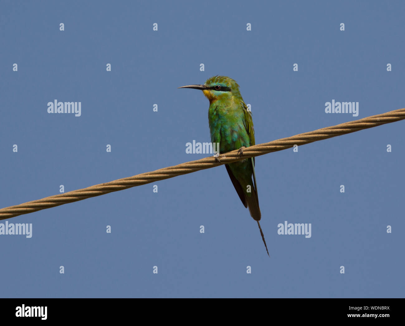 Blue-cheeked Bee-eater (Merops persicus) assis sur un fil dans le soleil dans l'Afrique de l'Ouest Gambie Banque D'Images