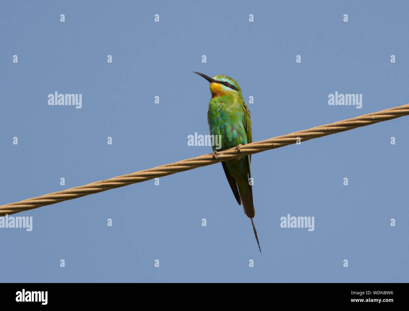 Blue-cheeked Bee-eater (Merops persicus) assis sur un fil dans le soleil dans l'Afrique de l'Ouest Gambie Banque D'Images
