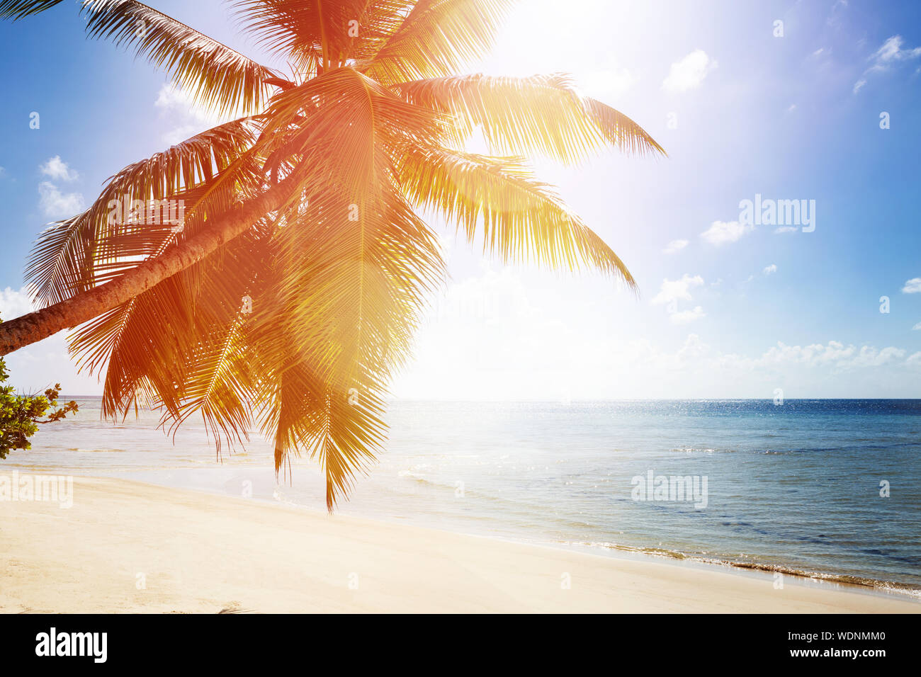 La lumière du soleil sur le palmier près de la mer idyllique Banque D'Images
