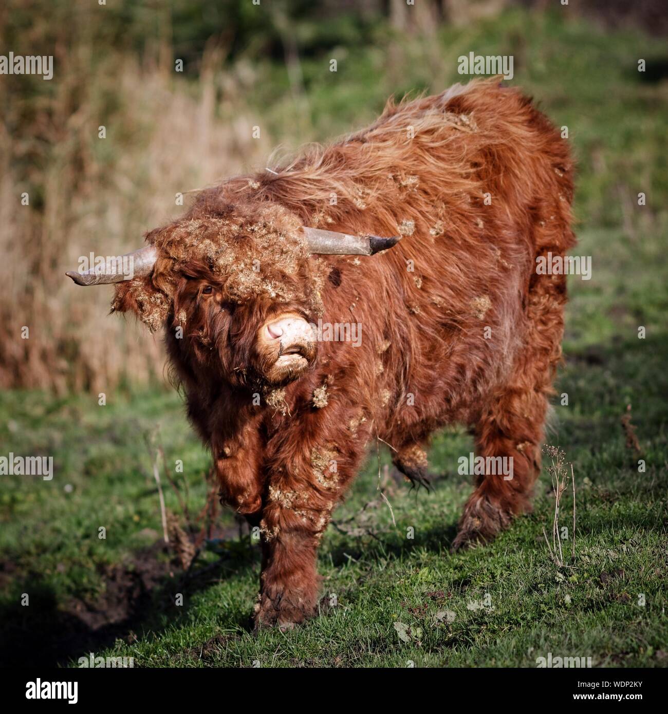 Balades Highland cattle On Grassy Field Banque D'Images