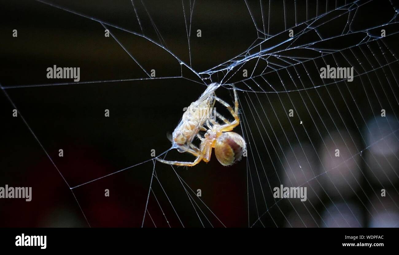 Plan Macro Sur Spider Web en proie d'enrubannage Banque D'Images