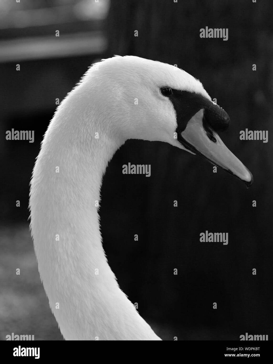 Image en noir et blanc de la Swan. Banque D'Images