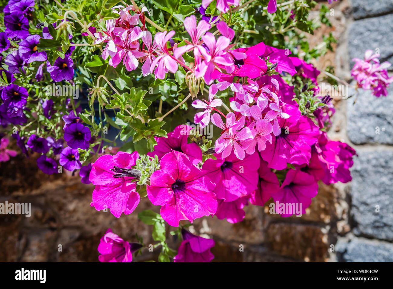 Les images plein cadre de belles fleurs dans le soleil de l'été Banque D'Images
