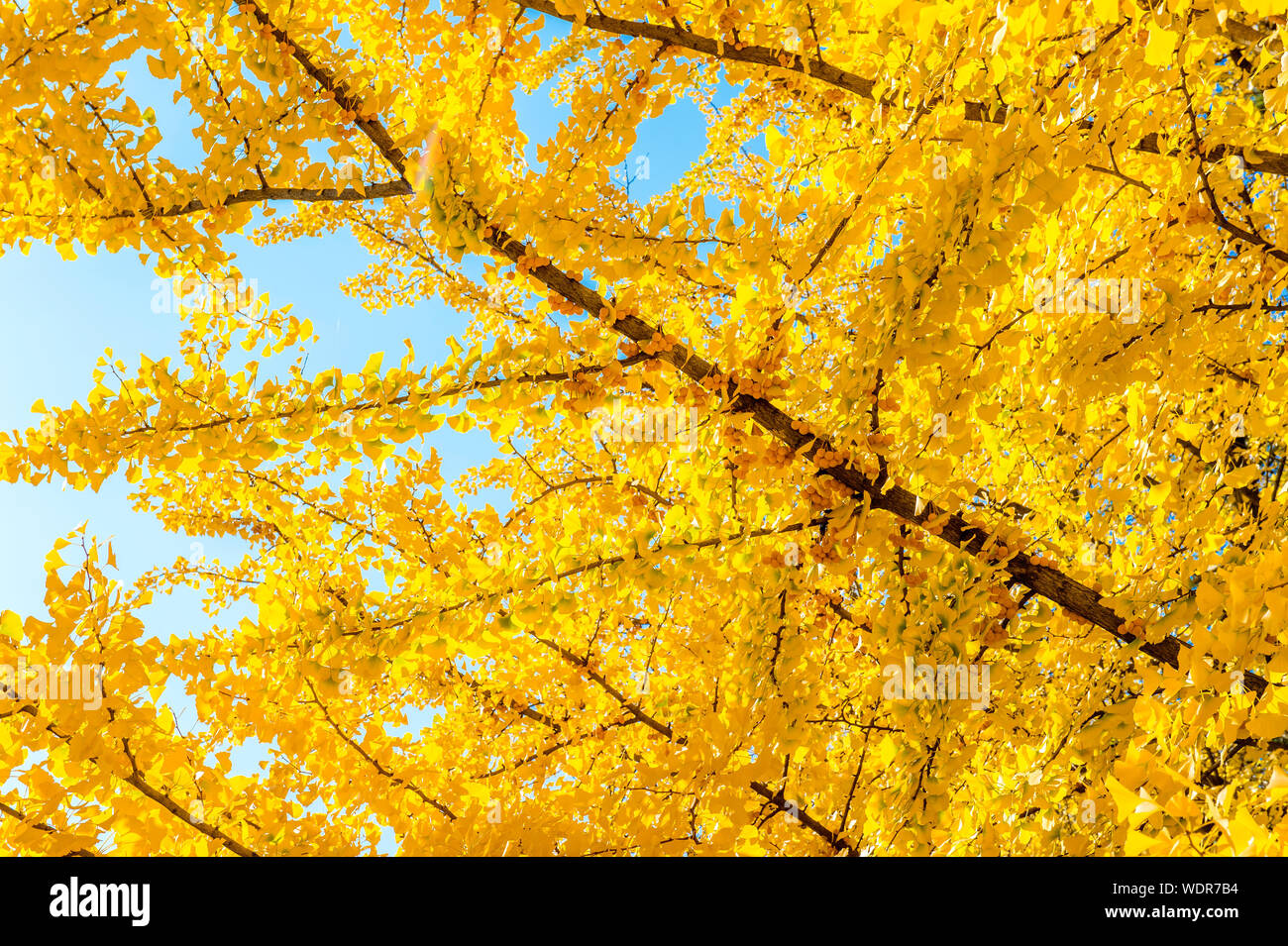 Arbre jaune Banque de photographies et d’images à haute résolution Alamy — free download