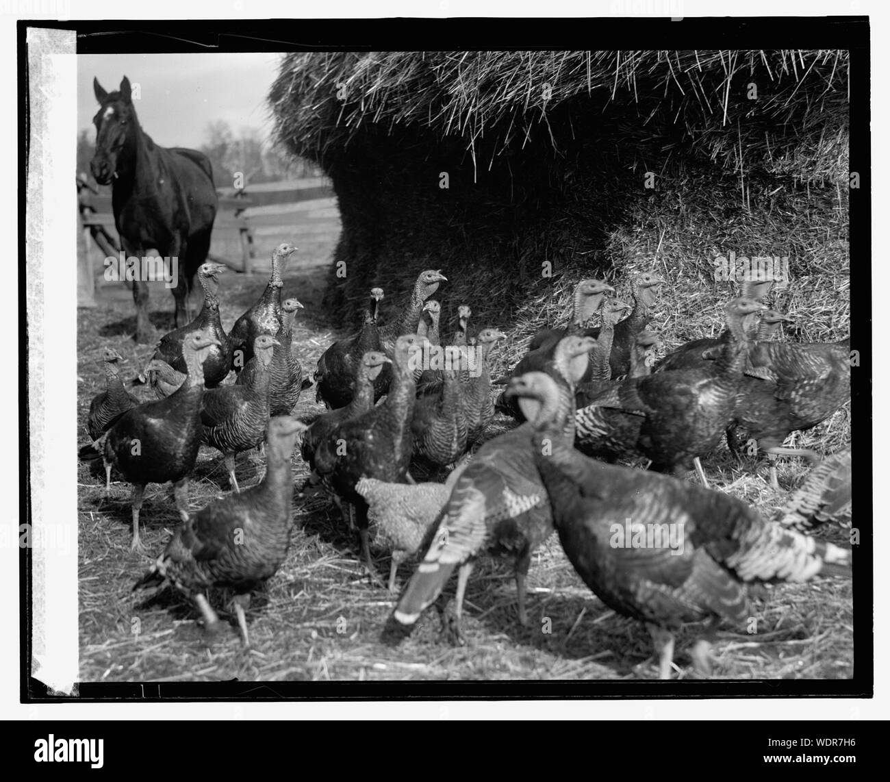 Greenwood Farm, Macungie, Md., 11/13/25 Résumé/moyenne : 1 négative : 4 x 5 in. ou moins Banque D'Images