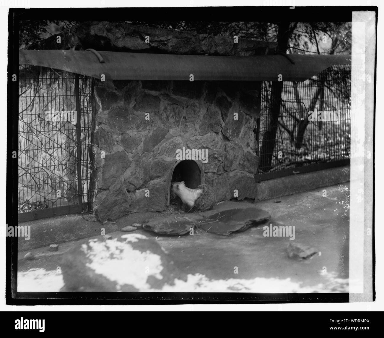 Ground Hog Abstract/medium : National Photo Collection de l'entreprise Banque D'Images
