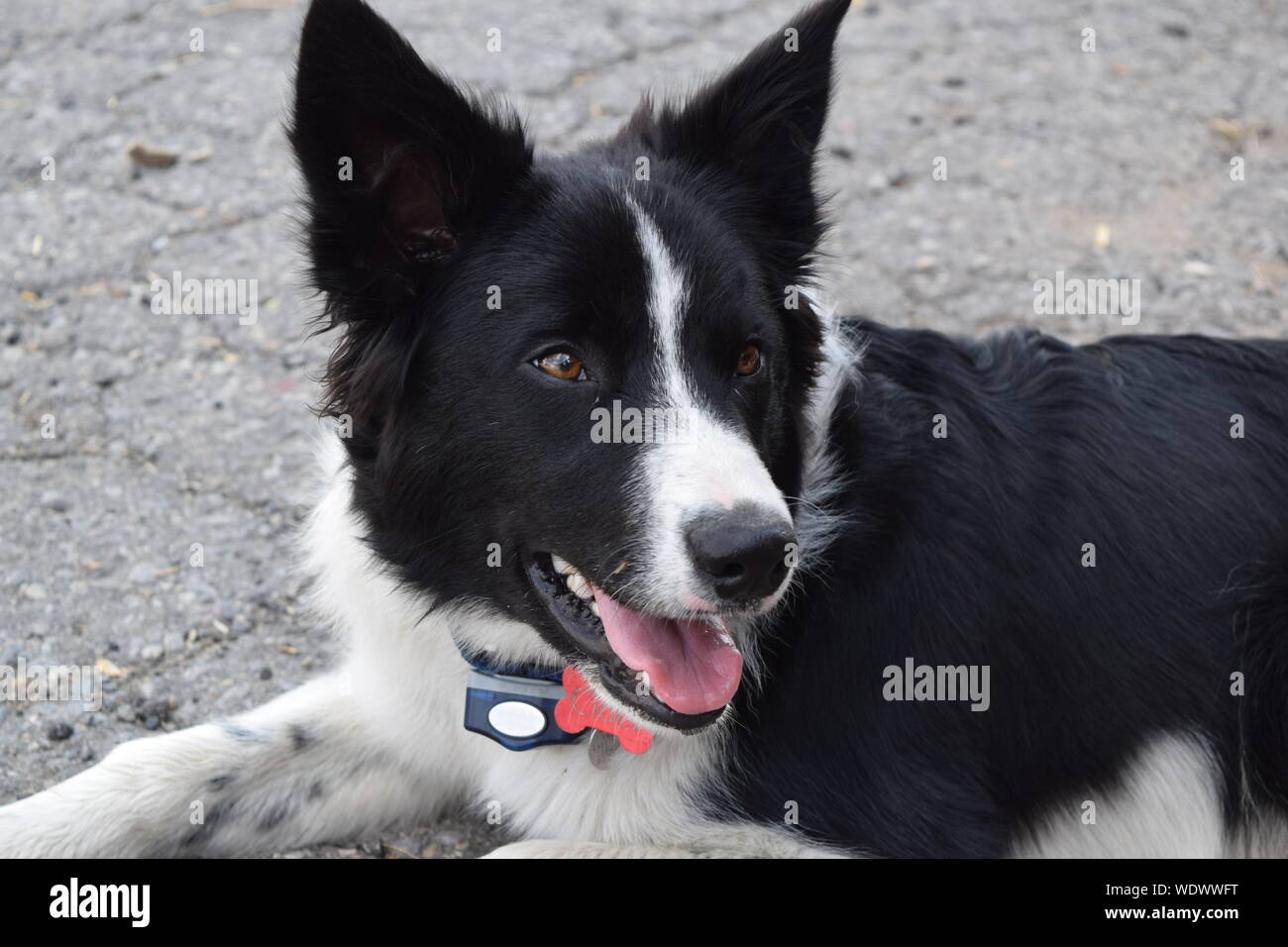 Chien Border Collie portant sur le sol Banque D'Images