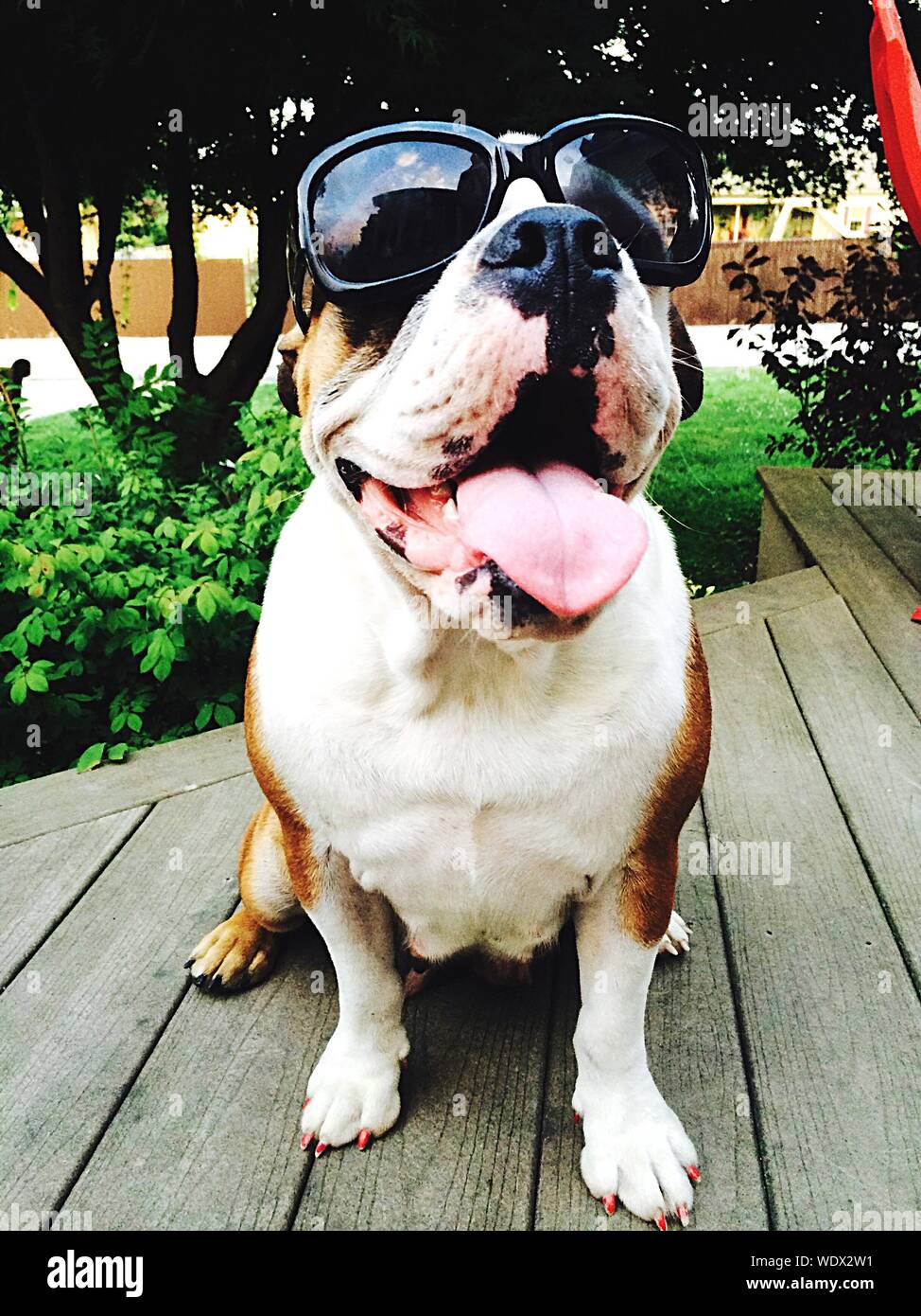 Bulldog anglais portant des lunettes de soleil Photo Stock - Alamy