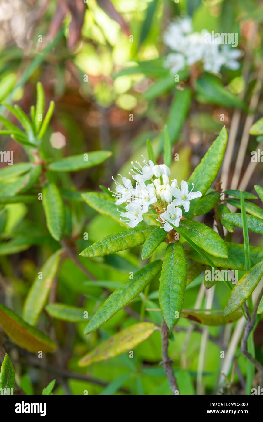 Le thé du Labrador, les plantes Rhododendron groenlandicum, la floraison dans une terre humide bog dans le centre de l'Alberta, Canada Banque D'Images