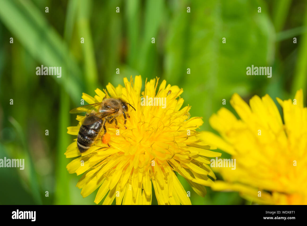 Une abeille, Apis mellifera, avec le pollen laden, corbicula sur une fleur de pissenlit la collecte de pollen et nector, dans le centre de l'Alberta, Canada Banque D'Images