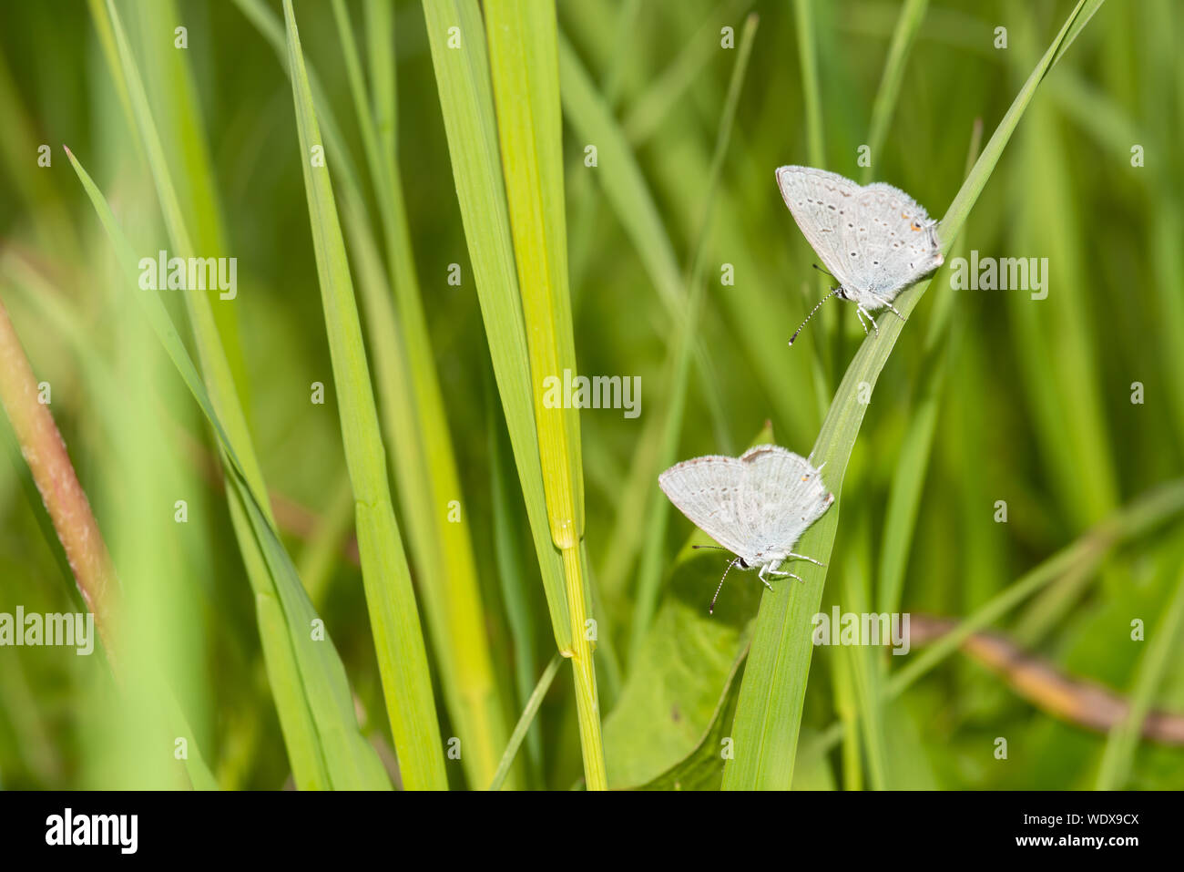 Une paire de queue de l'ouest, Everes amyntula papillons bleu, perché sur l'herbe haute dans le centre de l'Alberta, Canada Banque D'Images