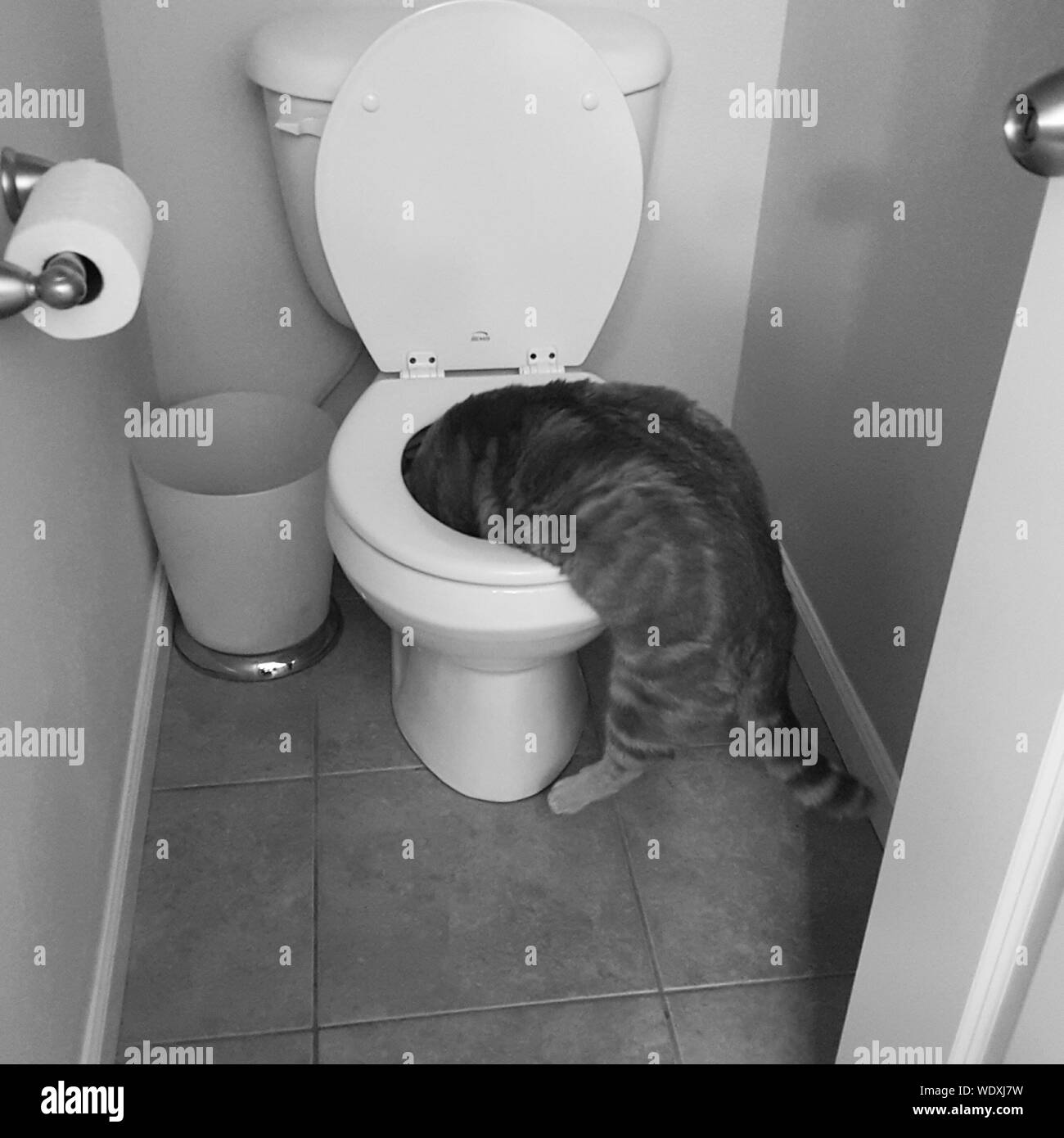 Cats toilet Banque de photographies et d’images à haute résolution Alamy — free download