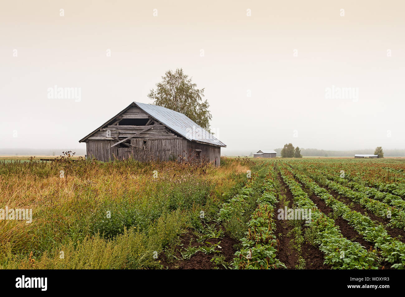 La brume couvre les granges sur les champs du nord de la Finlande. Banque D'Images