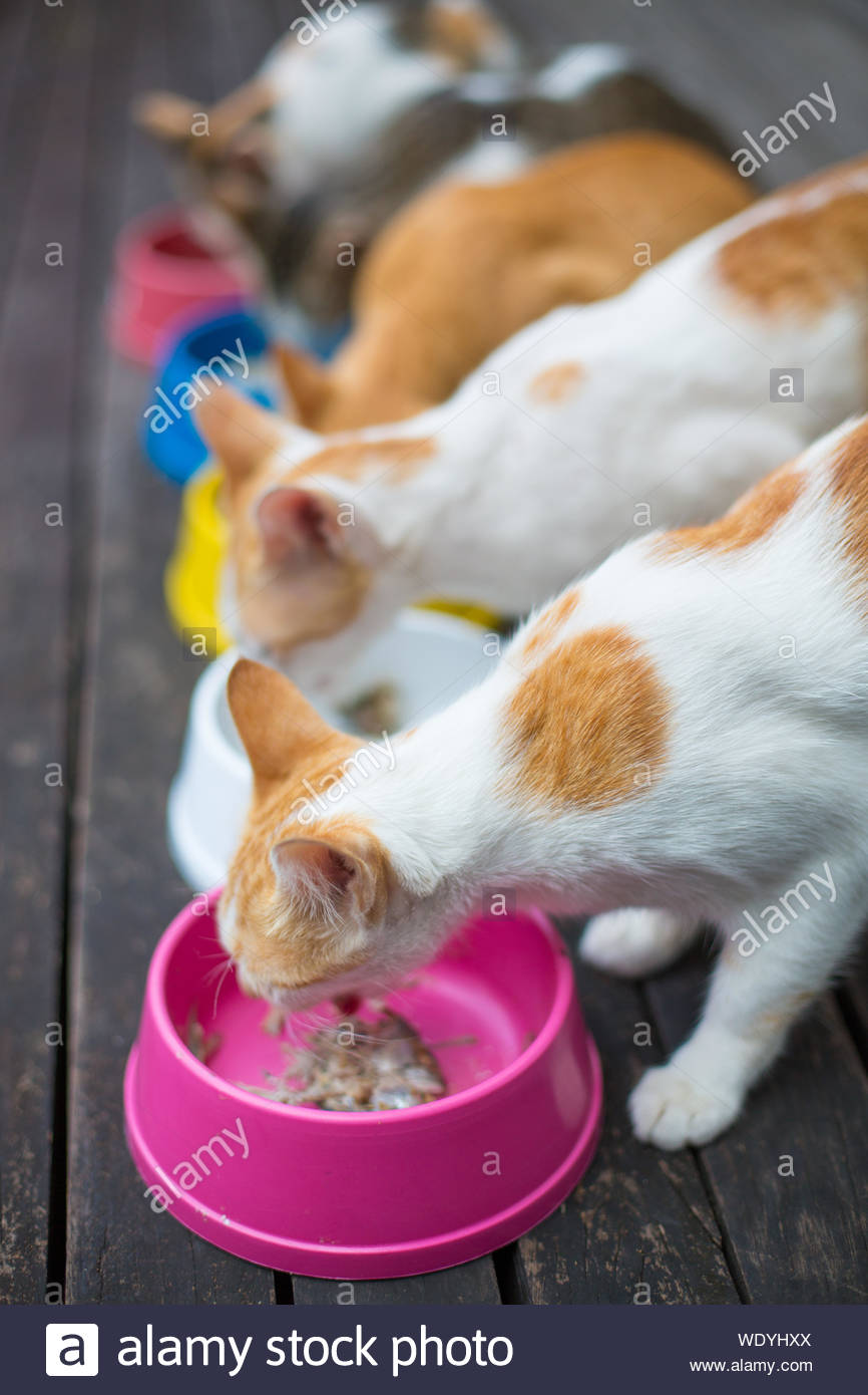 Portrait De Chats Manger Du Poisson De La Petanque Photo Stock Alamy