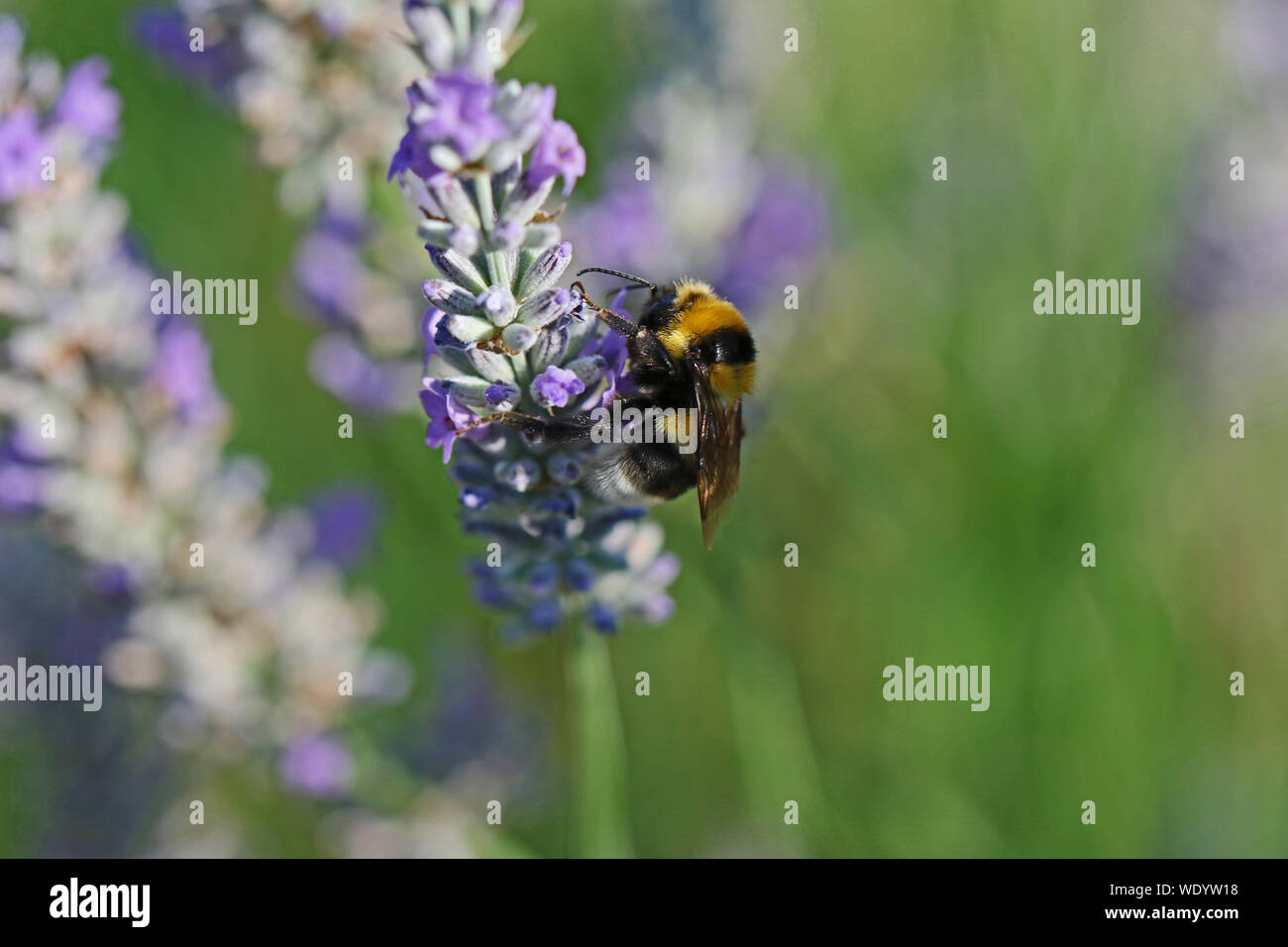 Le cerf de bourdon bourdon Bombus lucorum ou Latin similaire à Bombus terrestris famille apidae se nourrissant d'un buisson de lavande en été en Italie Banque D'Images