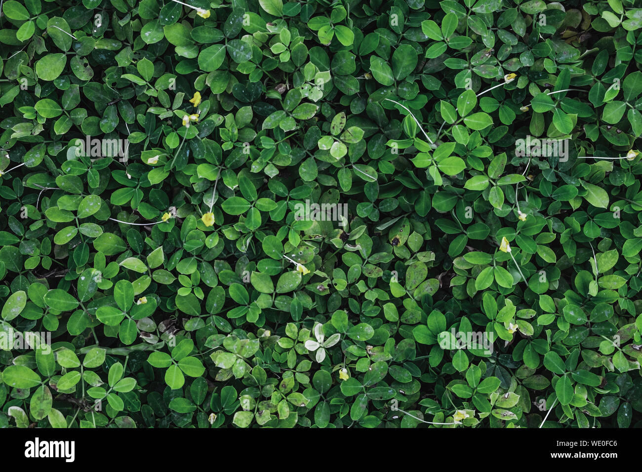 Feuilles vert foncé feuillage en arrière-plan des forêts tropicales Banque D'Images
