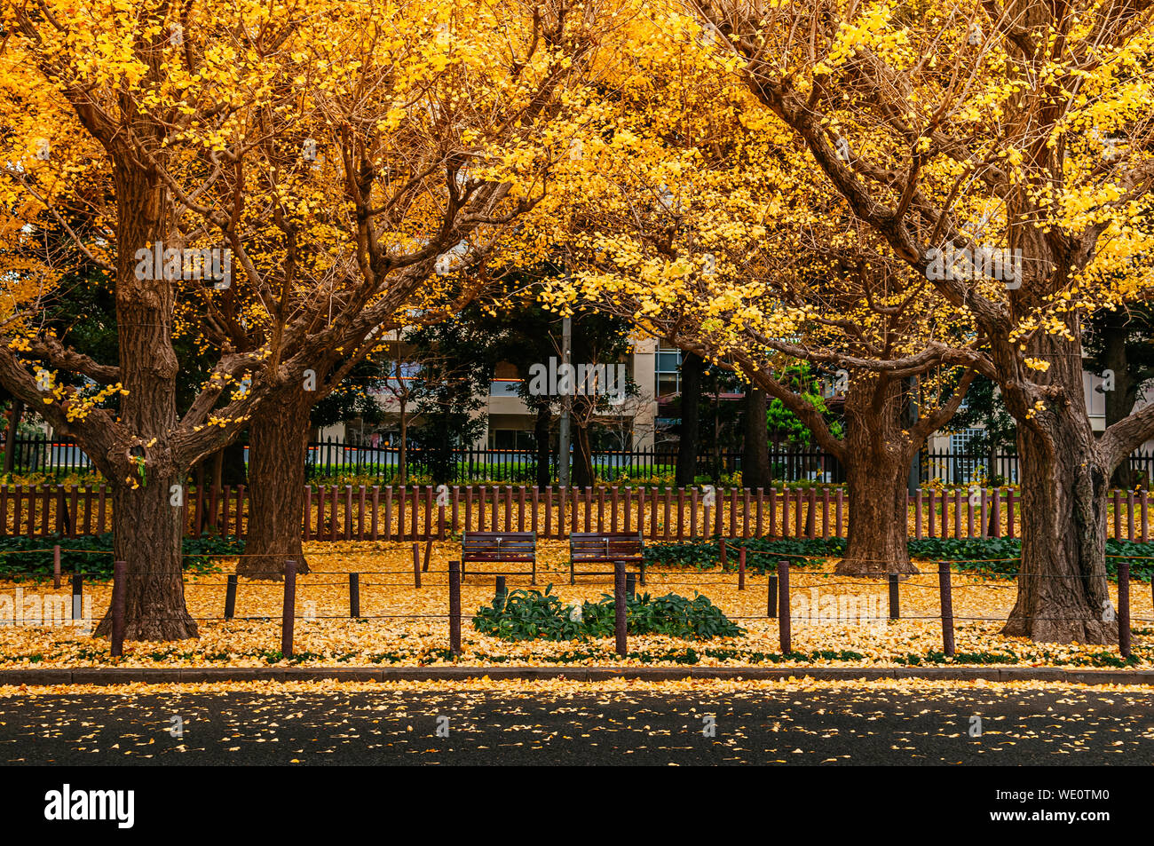 Arbre de ginkgo jaune vif et laisse entièrement couvert sol avec deux sièges benche en automne à Jingu Gaien Avenue - belle saison l'évolution de parc ou Banque D'Images