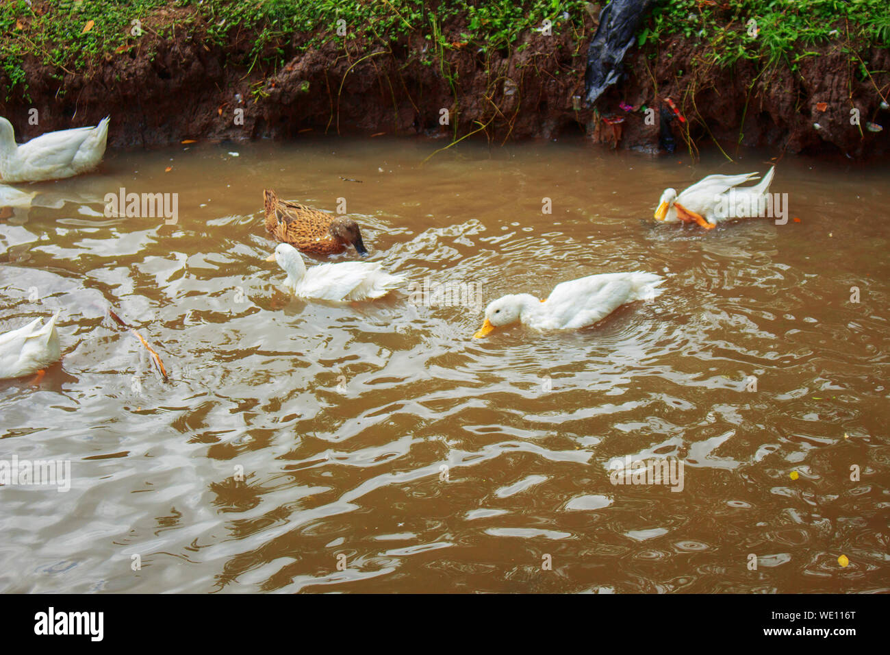 Groupe de Canards noirs et blancs nagent dans River Bank Ensemble Banque D'Images