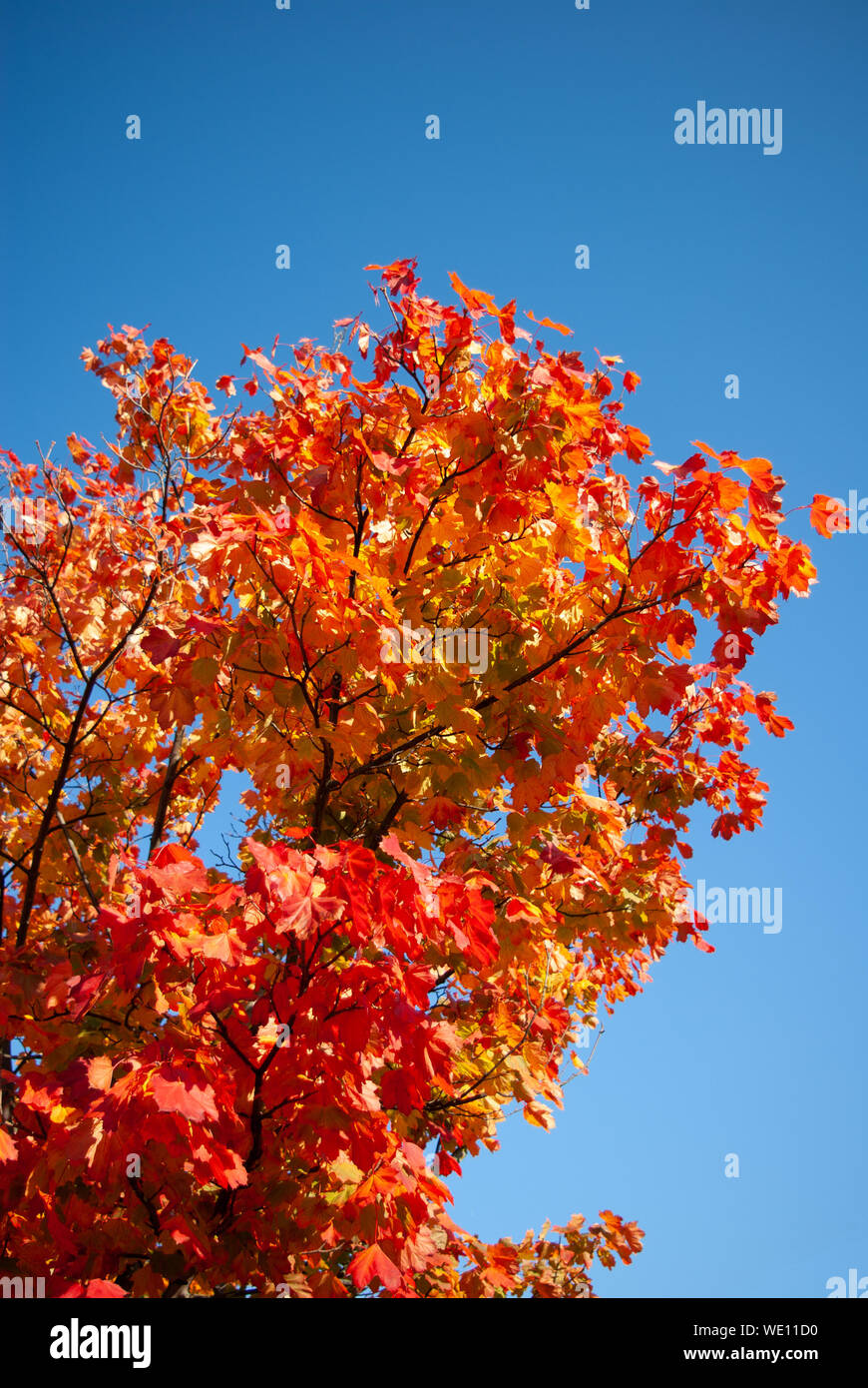 Détail de rouge et d'orange l'automne (automne) feuilles sur un arbre dans le contexte d'un ciel bleu clair Banque D'Images