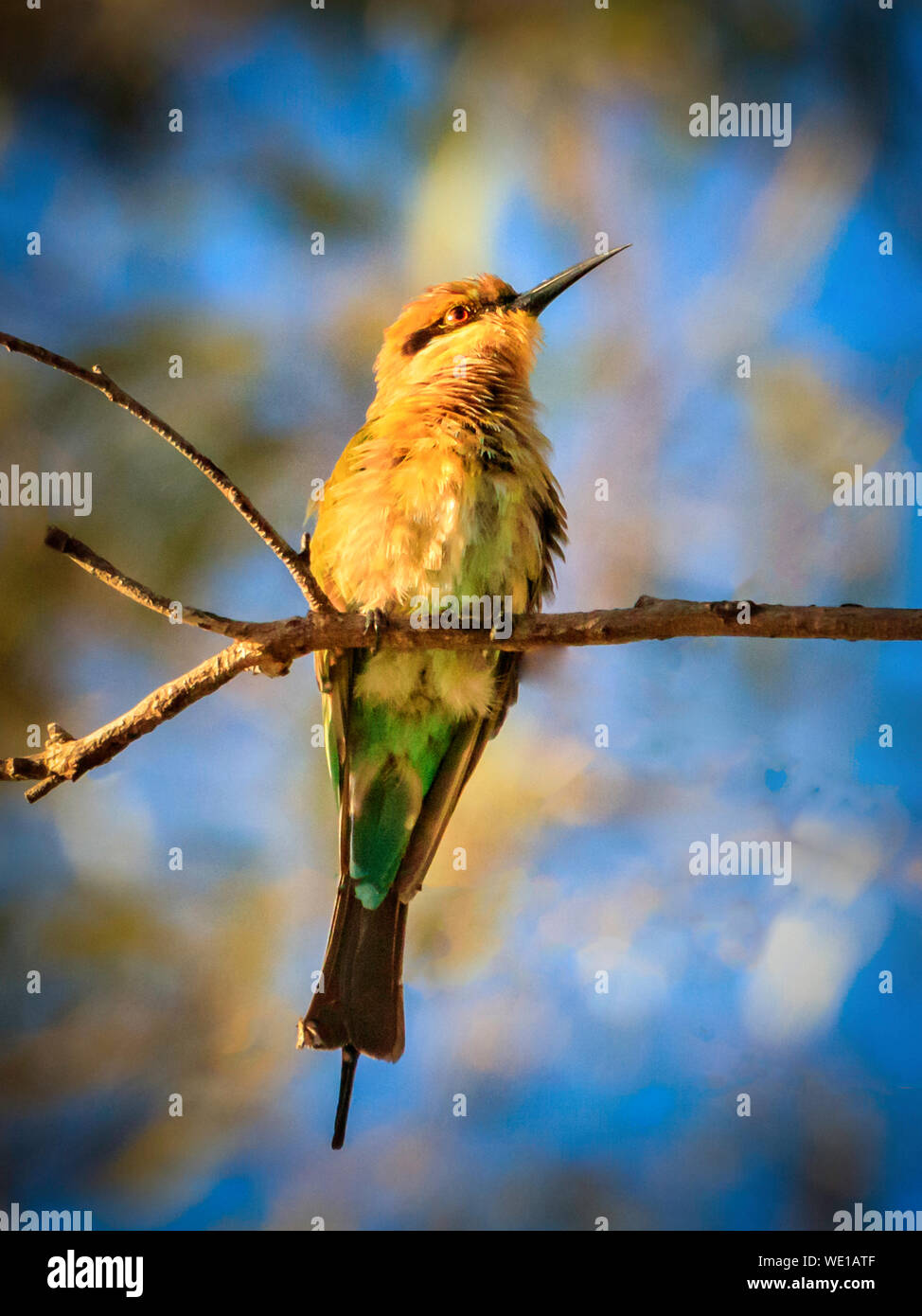 Rainbow Bee Eater assis sur une branche au soleil avec fond de ciel bleu Banque D'Images