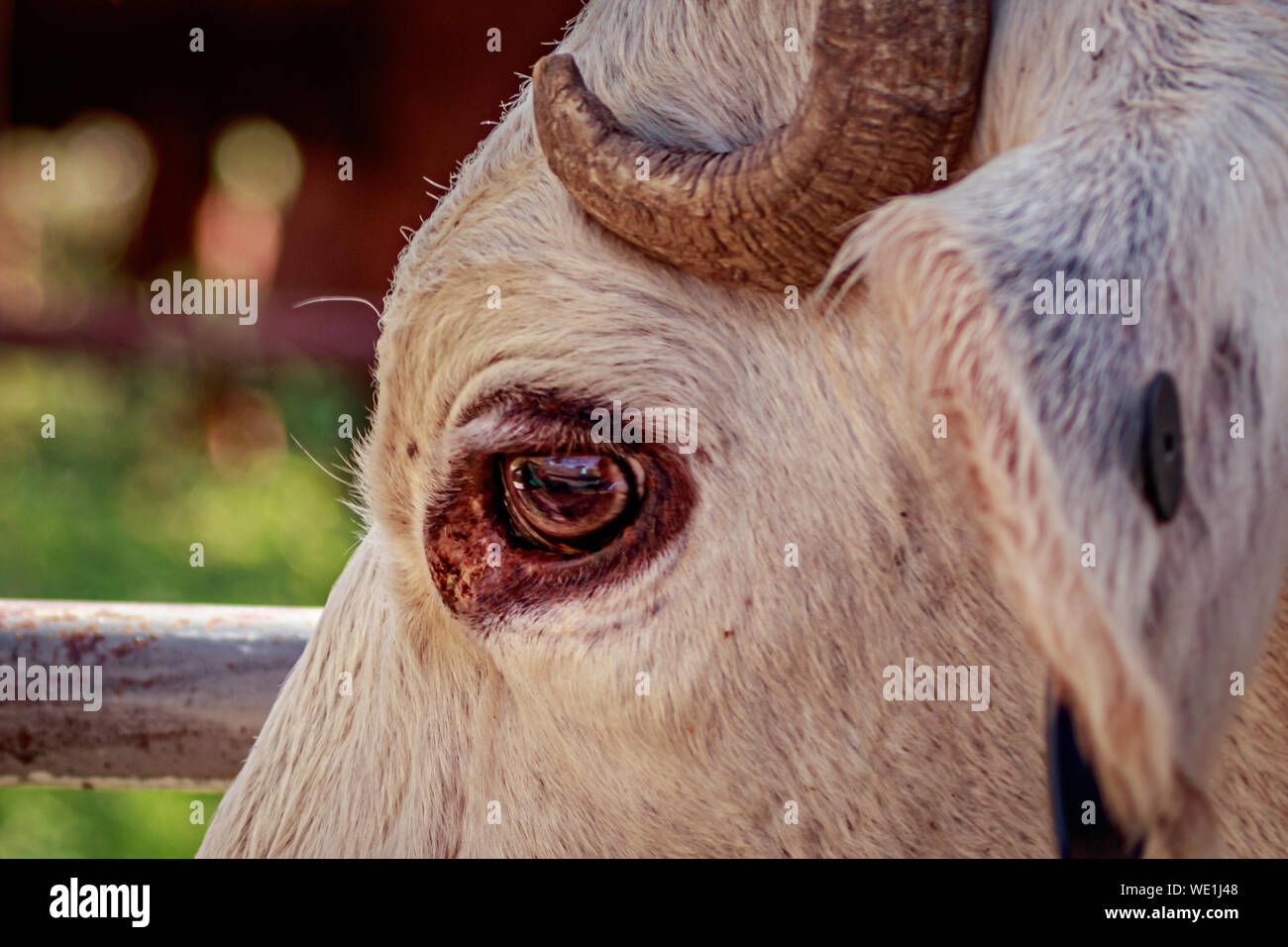 Bulls Eye cow Banque D'Images