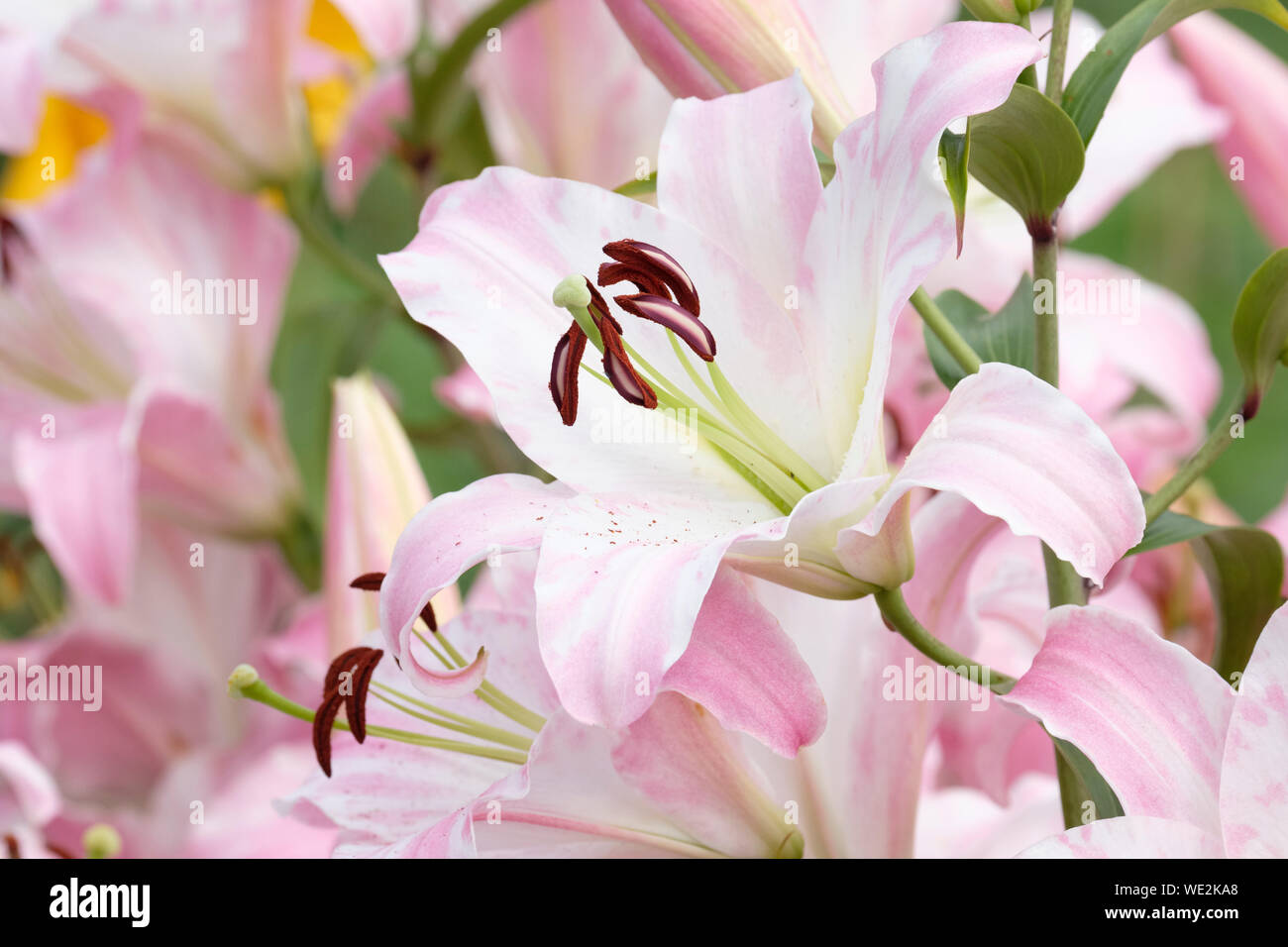 Close-up of Pink/White fleurs de lis Maurya, Lilium Maurya Banque D'Images