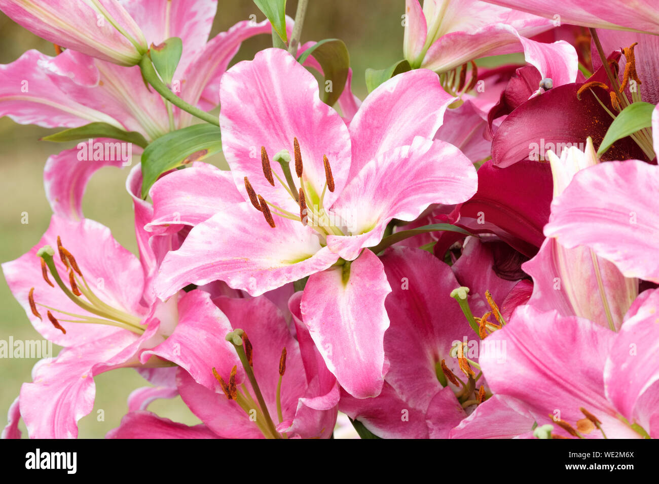 Close-up of Pink/White fleurs de lis Lilium Provence, provence Banque D'Images