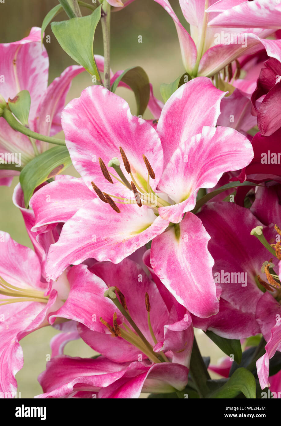 Close-up of Pink/White fleurs de lis Lilium Provence, provence Banque D'Images