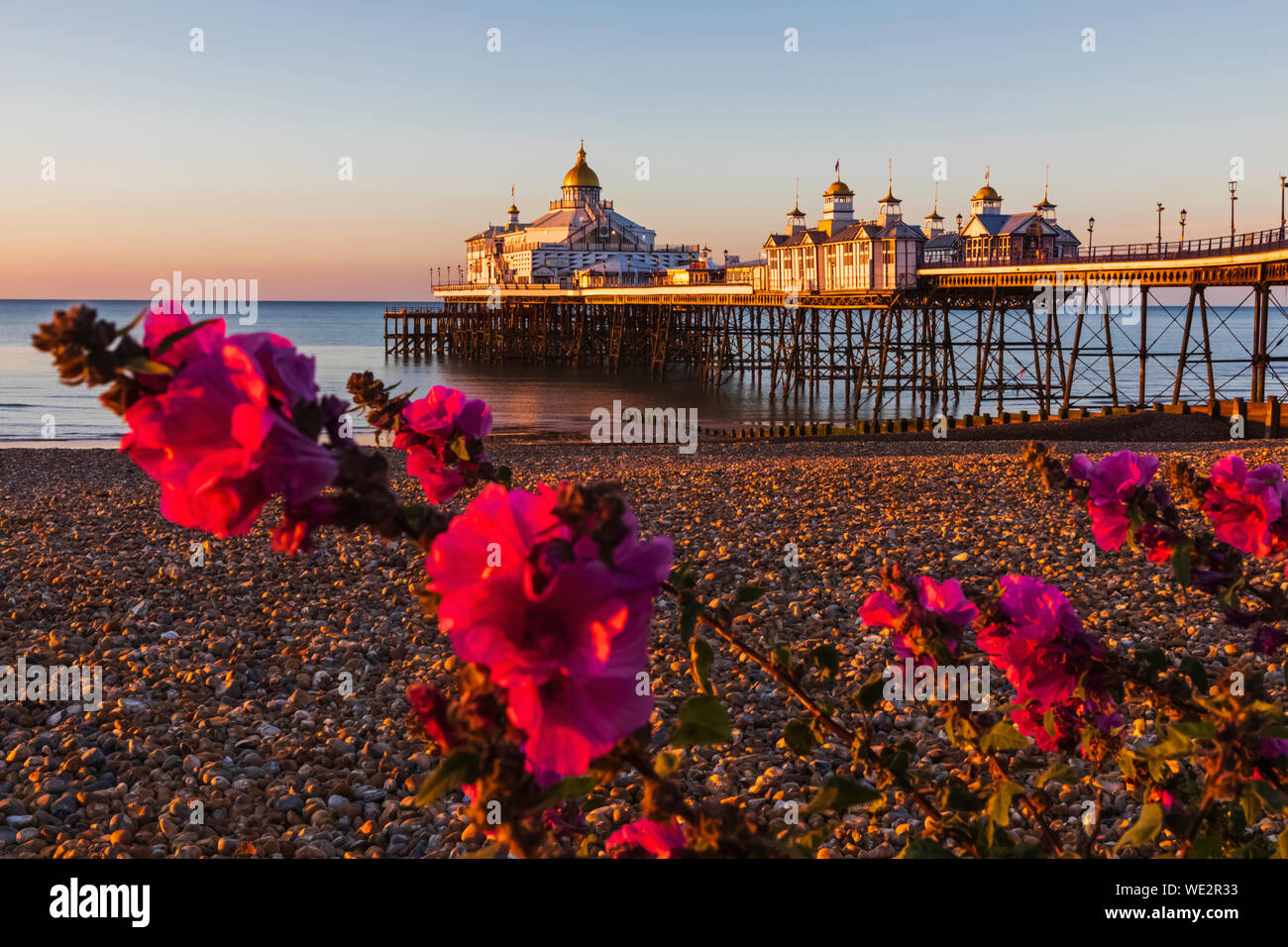 L'Angleterre, l'East Sussex, Eastbourne, Début de la lumière du matin sur la jetée d'Eastbourne et Eastbourne Beach avec des fleurs en premier plan Banque D'Images