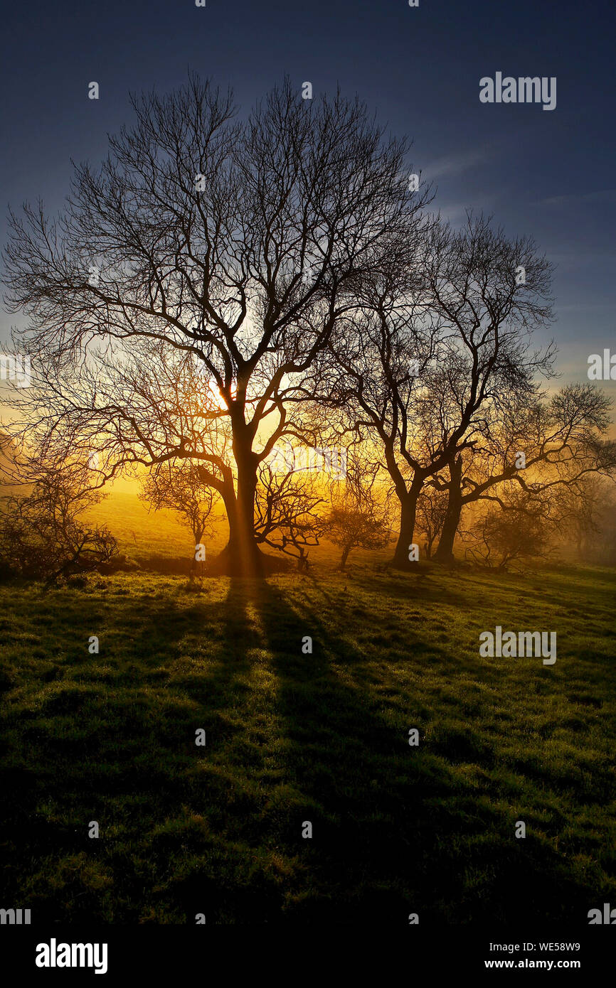 La fin de l'après-midi le soleil brille à travers un vieux frêne, Fraxinus excelsior, avec l'automne brouillard au sol sur les plateaux, East Yorkshire, UK. Coucher du soleil Banque D'Images