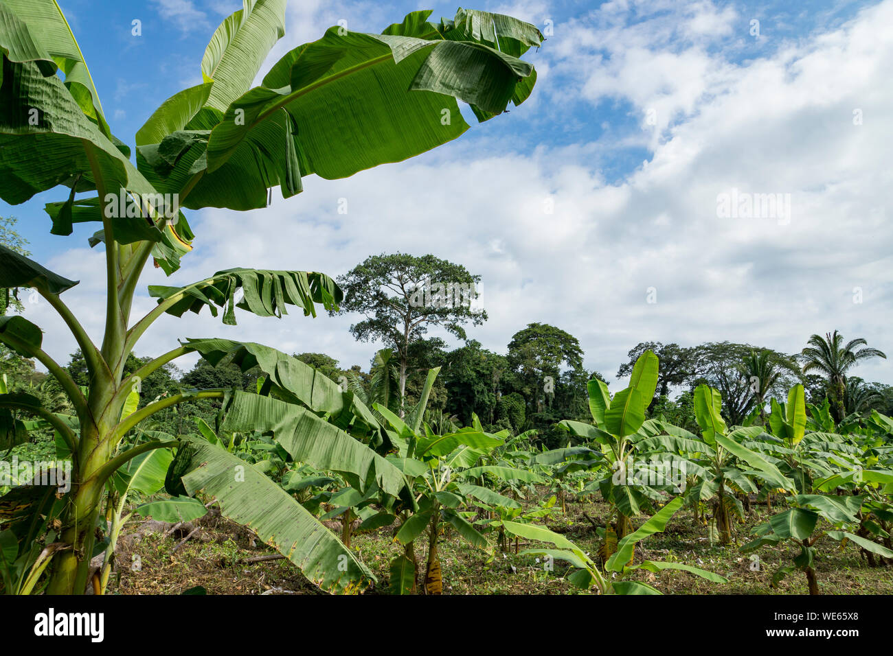 Les bananiers plantés dans une rangée dans une plantation au Belize, en Amérique centrale Banque D'Images