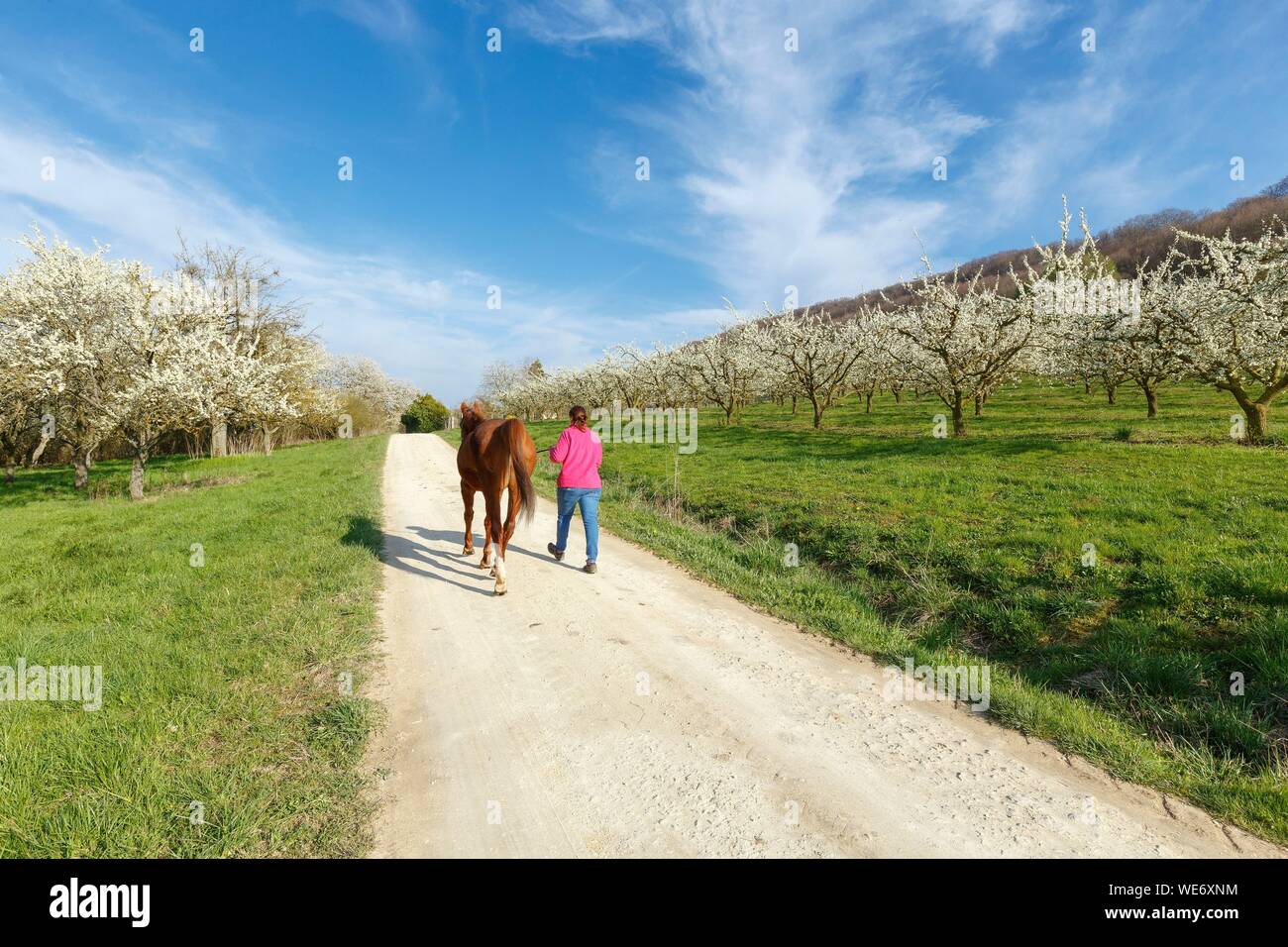 France, Meurthe et Moselle, Côtes de Toul, Trondes, pruniers en fleurs de cerisier, cheval et femme marche Banque D'Images