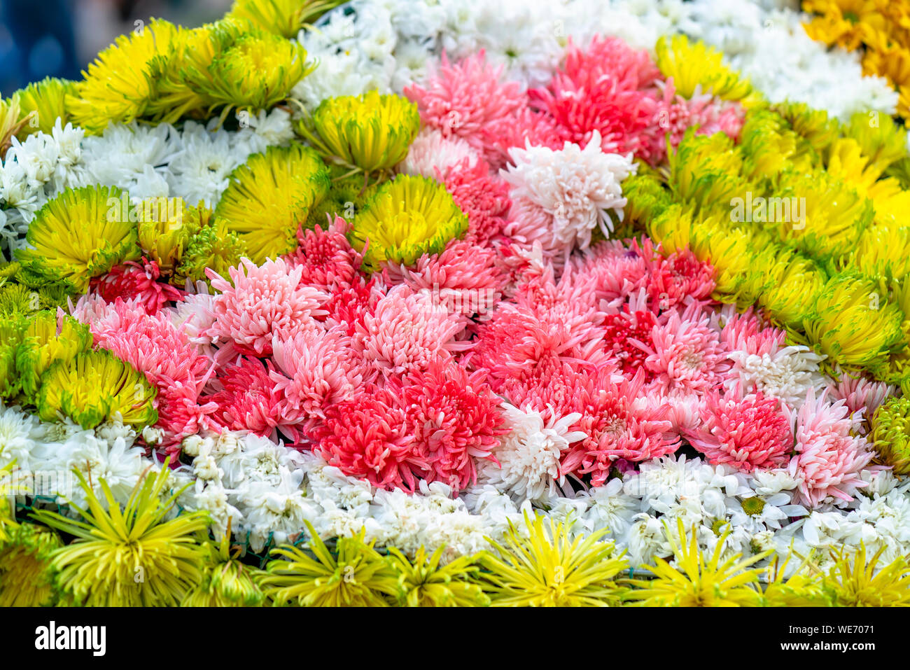 Tapis de marguerites art conçues plus comme une forme de papillon dans le jardin au printemps Banque D'Images