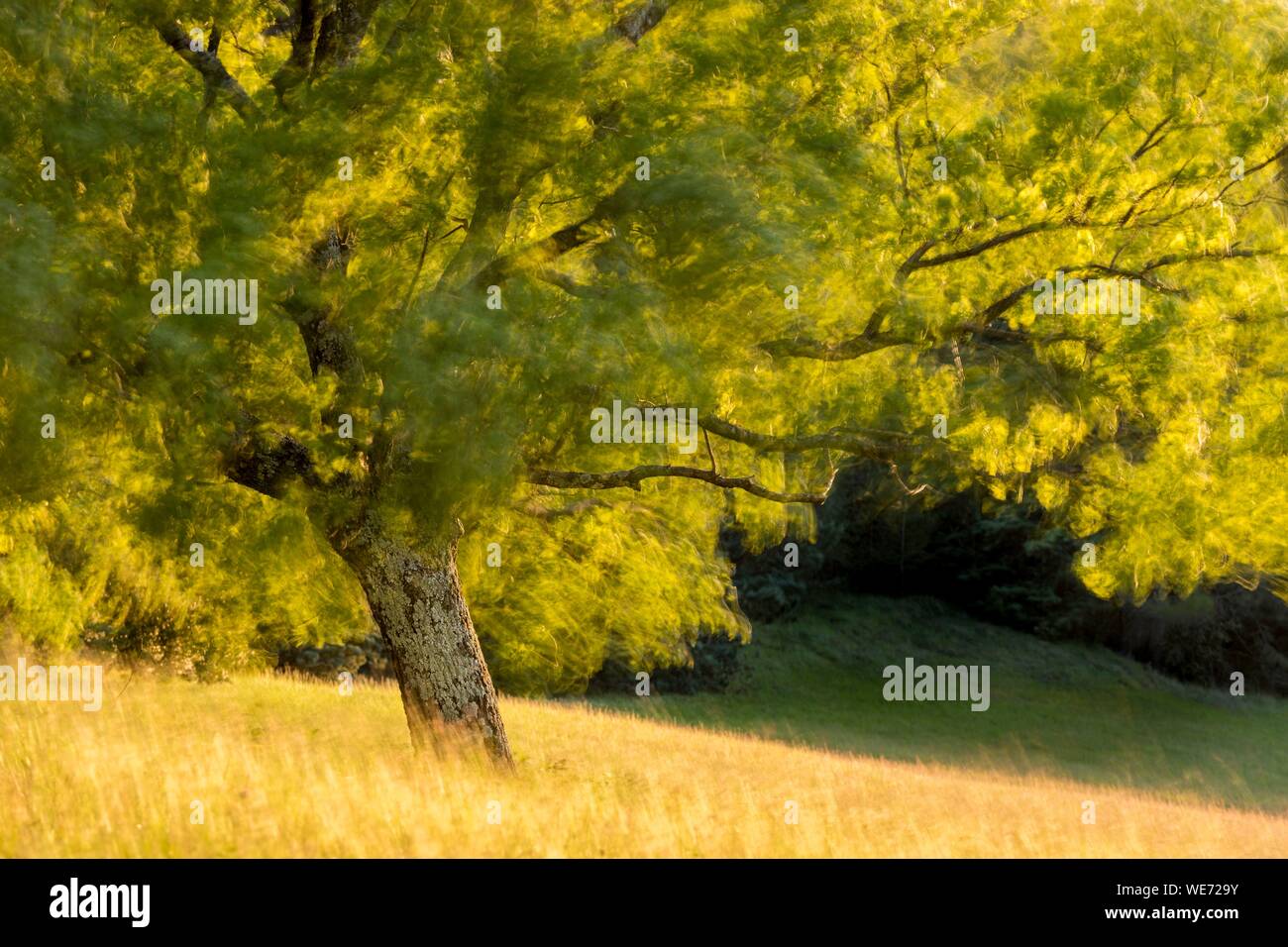 La France, Vaucluse, parc naturel régional du Luberon, Roussillon, étiqueté les plus beaux villages de France, des branches d'un chêne blanc (Quercus pubescens) secoué par des rafales de mistral Banque D'Images