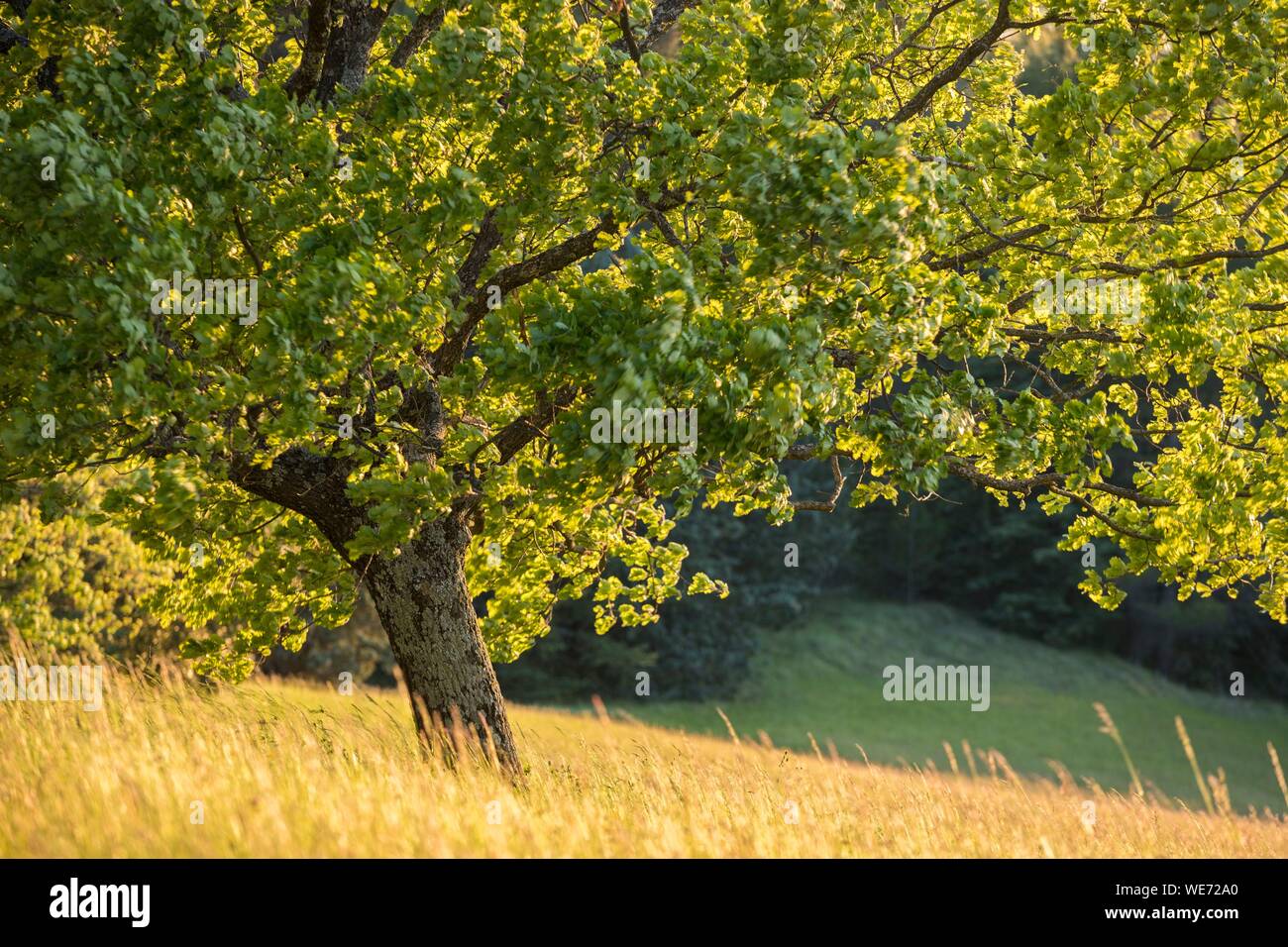 La France, Vaucluse, parc naturel régional du Luberon, Roussillon, étiqueté les plus beaux villages de France, des branches d'un chêne blanc (Quercus pubescens) secoué par des rafales de mistral Banque D'Images