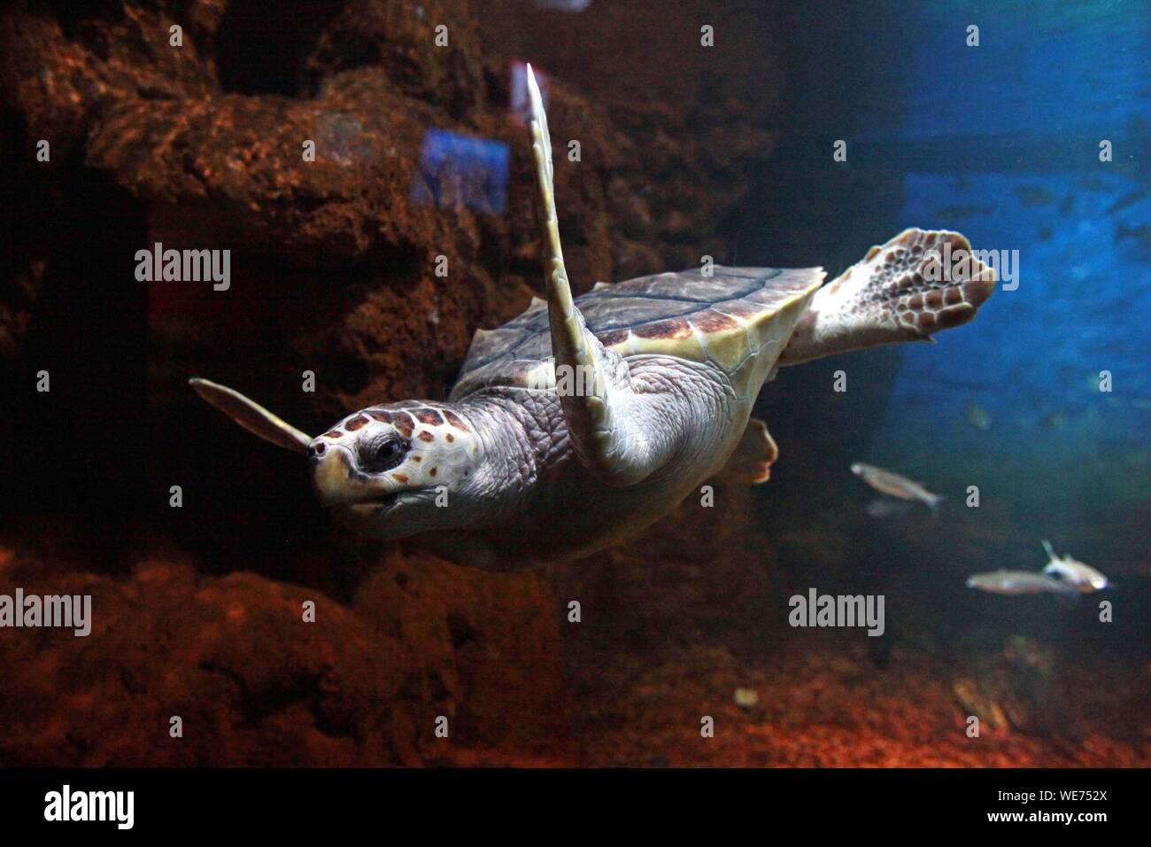 La France, Pas de Calais, Boulogne sur Mer, l'aquarium de Nausicaa, Centre National de la mer, l'étang de la tortue Banque D'Images