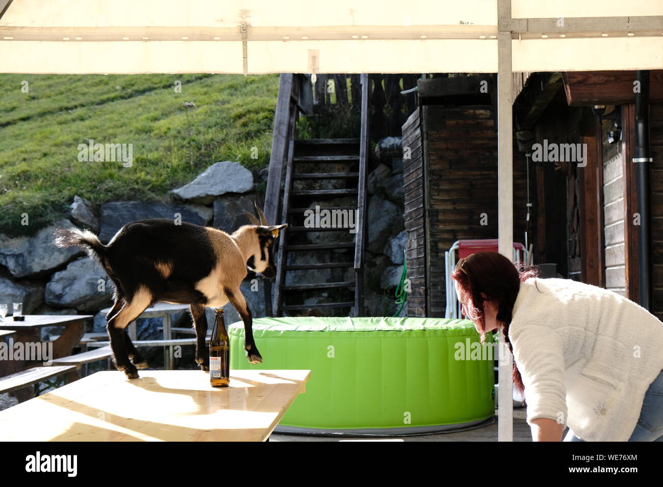 Gosse chèvre dansant sur une table en Suisse Banque D'Images