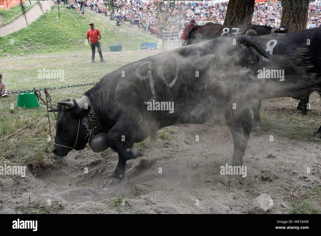 Suisse, Valais, Val d'Herens, village de Evolene en été, inauguration de Les Hauderes Arena sur août 2016, lieu où se battent les noirs vaches Herens selon une tradition ancienne Banque D'Images