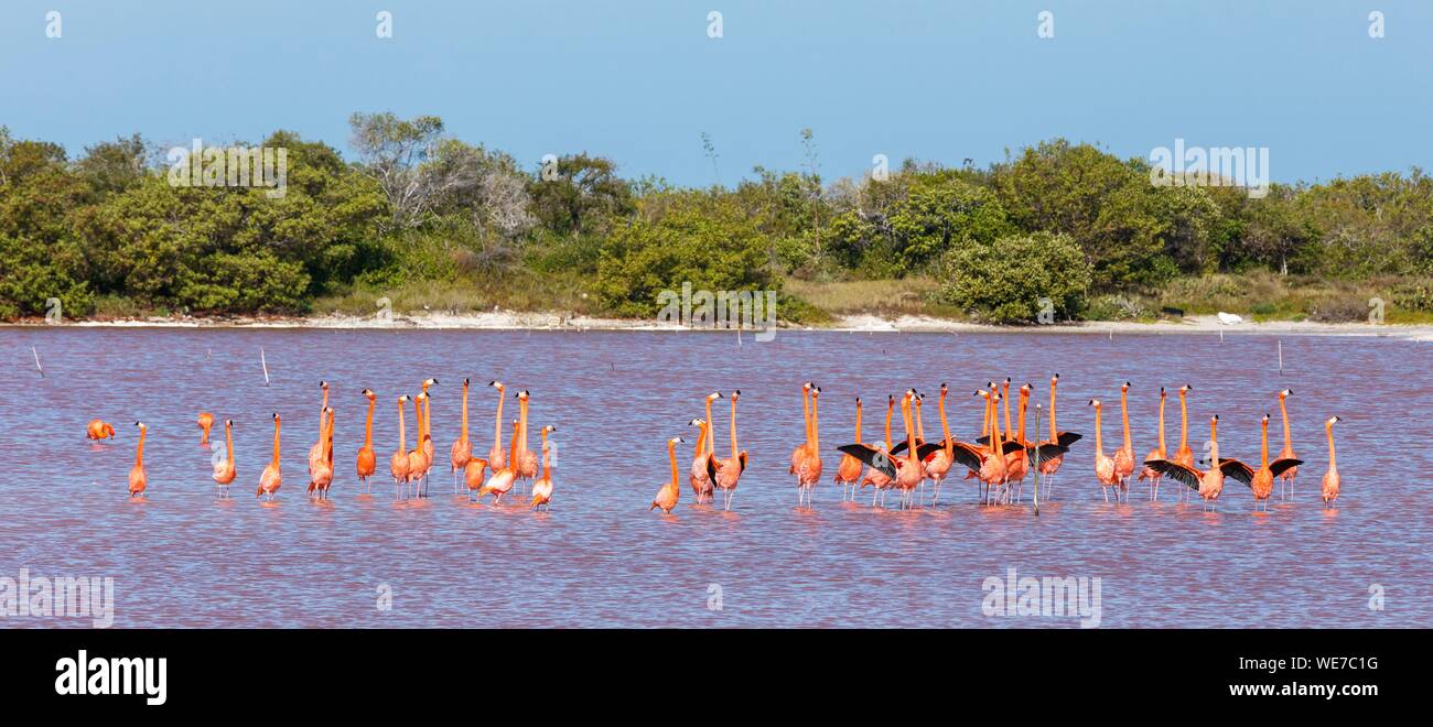Le Mexique, l'état du Yucatan, Celestun, American flamingo (Phoenicopterus ruber) Banque D'Images