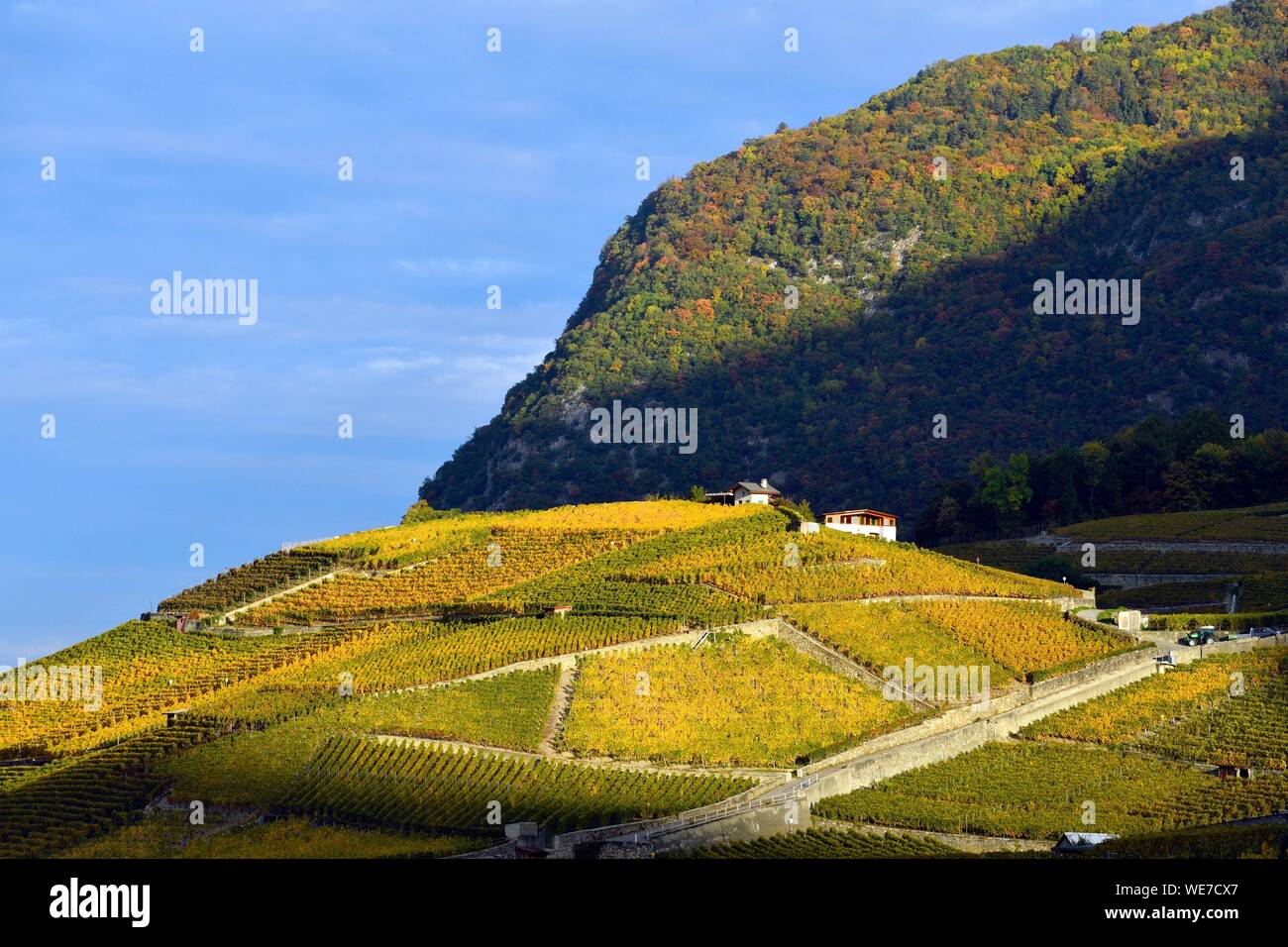 La Suisse, Canton de Vaud, Yvorne, petite ville entourée de vignes Banque D'Images