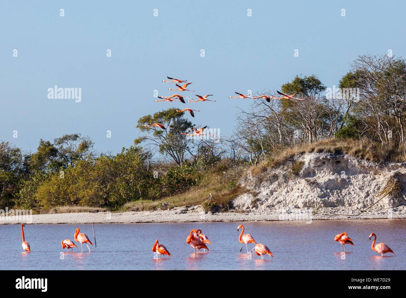 Le Mexique, l'état du Yucatan, Celestun, American flamingo (Phoenicopterus ruber) Banque D'Images