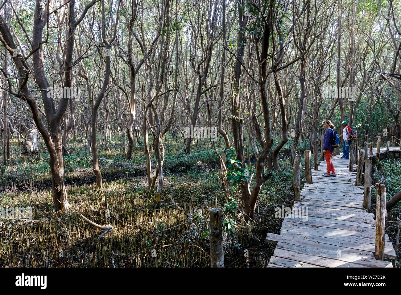 Le Mexique, l'état du Yucatan, Celestun, promenade dans la mangrove Banque D'Images