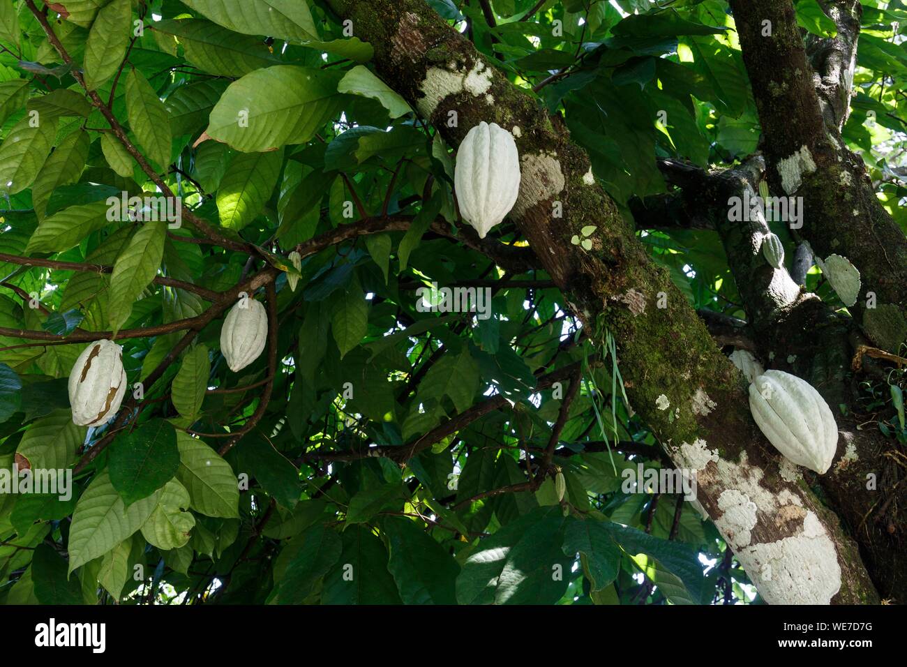 Le Mexique, l'état du Chiapas, las Nubes, fruits sur une theobroma cacao Banque D'Images