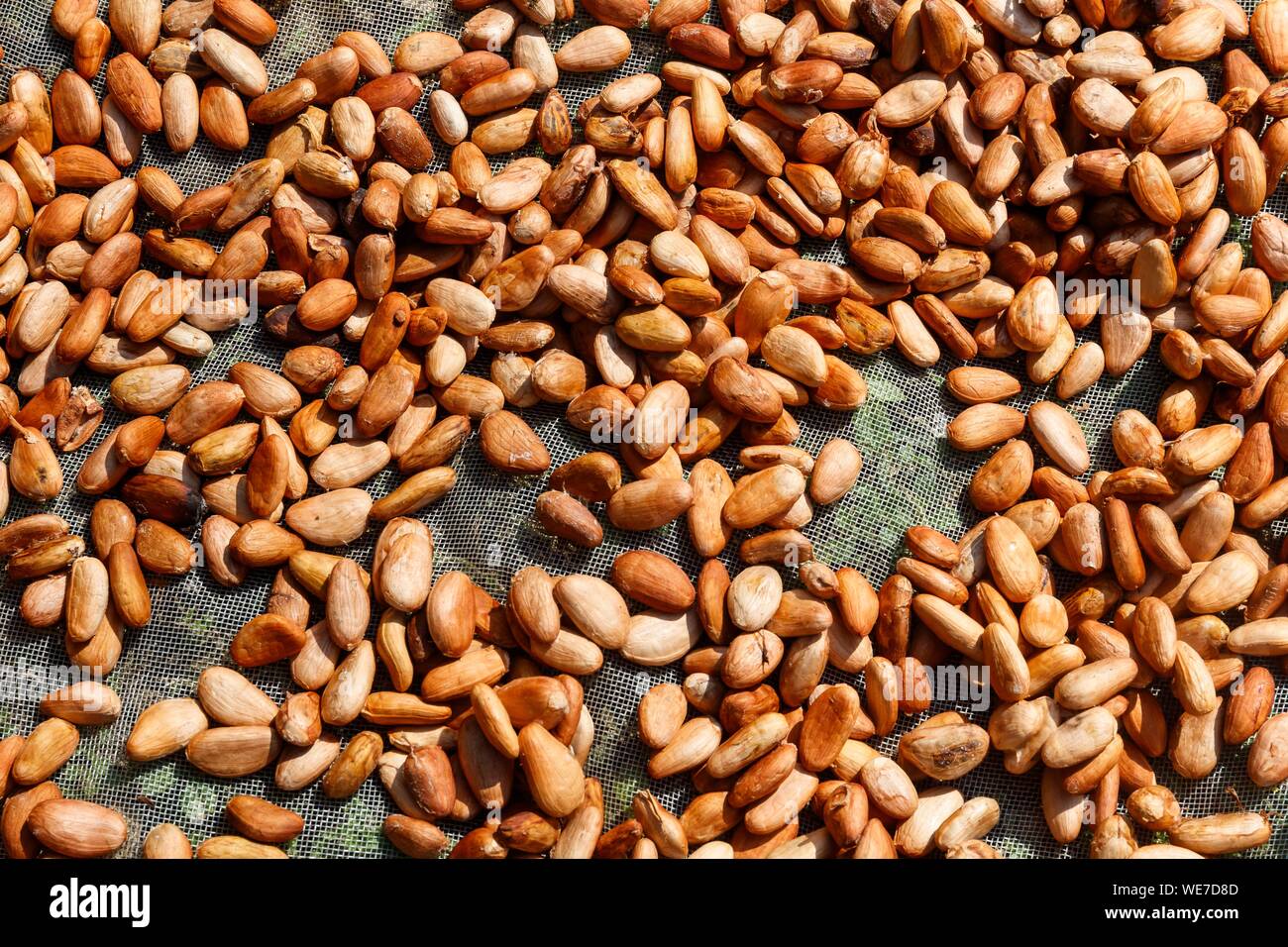 Le Mexique, l'état du Chiapas, las Nubes, les fèves de cacao Banque D'Images