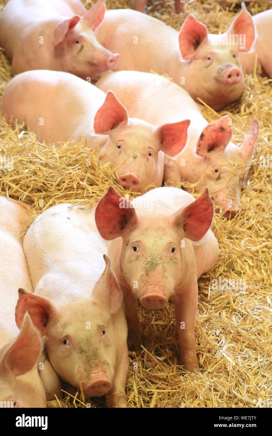 La France, l'Aveyron, Saint Sever du Moustier, ferme de Andre Pages, élevages de porcs élevés sur paille Apalhat Banque D'Images