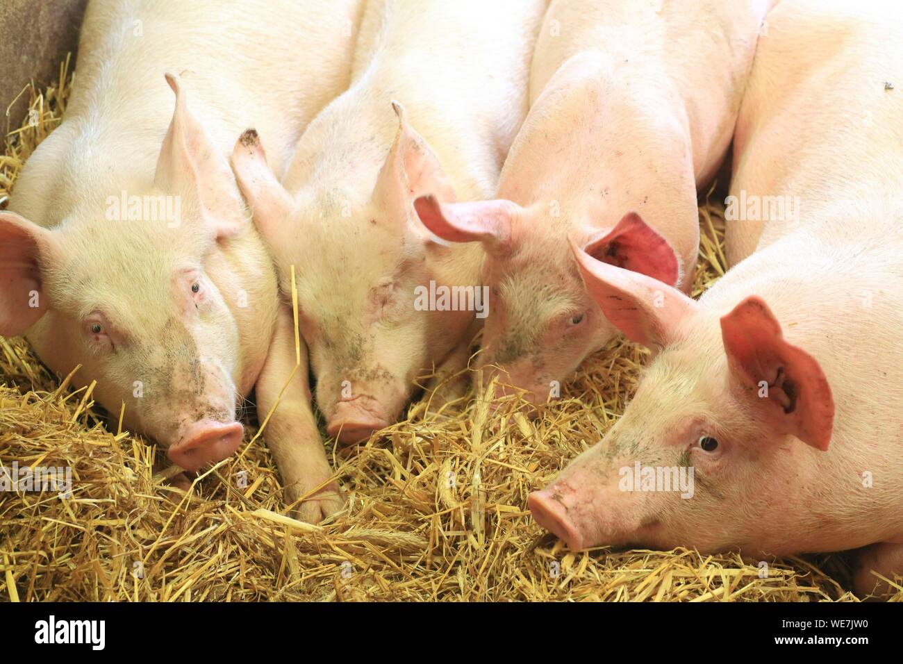 La France, l'Aveyron, Saint Sever du Moustier, ferme de Andre Pages, élevages de porcs élevés sur paille Apalhat Banque D'Images