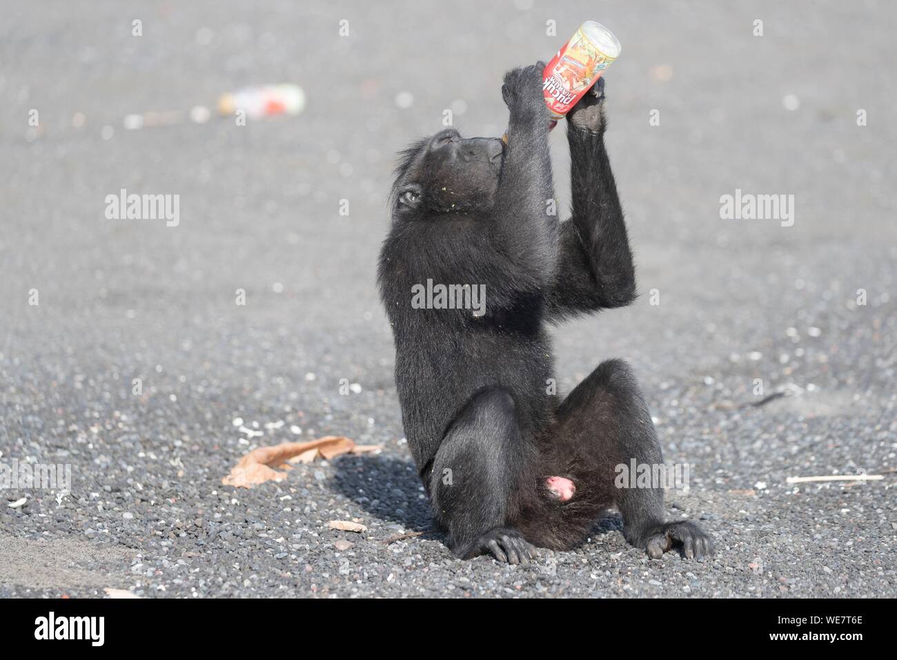 L'Indonésie, les Célèbes, Sulawesi, Parc National de Tangkoko, macaque à crête à crête de Célèbes ou noir, macaque macaque à crête de Sulawesi, ou le singe noir (Macaca nigra), sur la plage de sable noir avec une bouteille de soda Banque D'Images