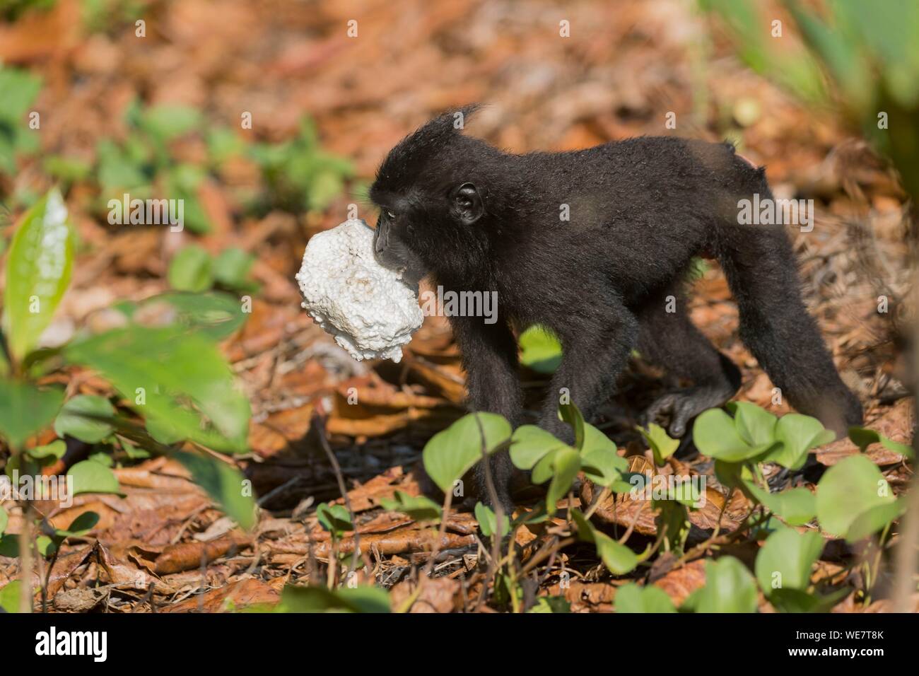 L'Indonésie, les Célèbes, Sulawesi, Parc National de Tangkoko, macaque à crête à crête de Célèbes ou noir, macaque macaque à crête de Sulawesi, ou le singe noir (Macaca nigra), avec un un bloc de polystyrène Banque D'Images