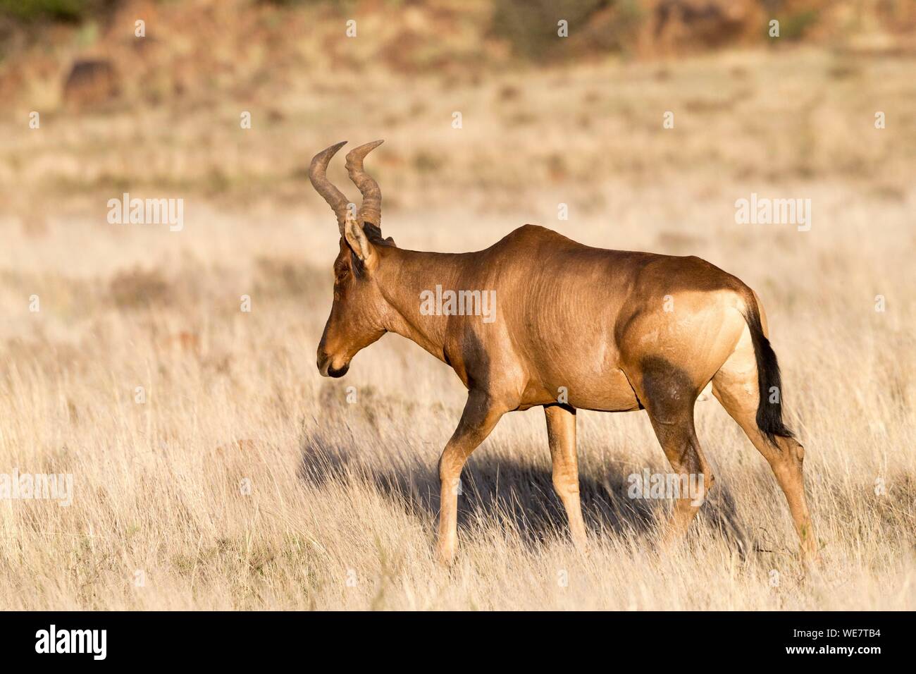 L'Afrique du Sud, une réserve privée, Rouge (Alcelaphus buselaphus bubale caama ou A. CAAMA), adulte Banque D'Images