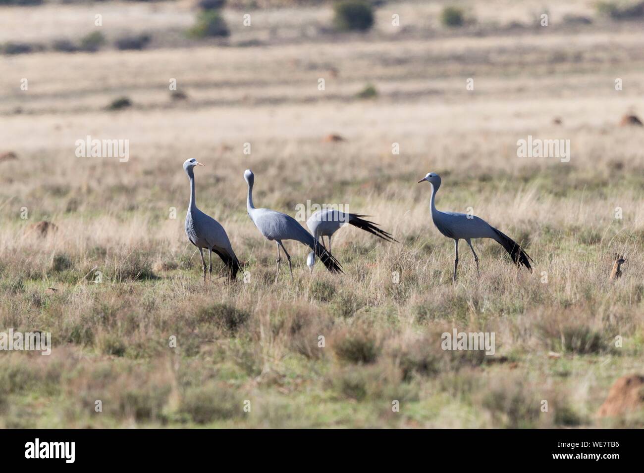 L'Afrique du Sud, une réserve privée, Blue Crane (Grus paradisea), oiseau emblème de l'Afrique du Sud, les adultes Banque D'Images